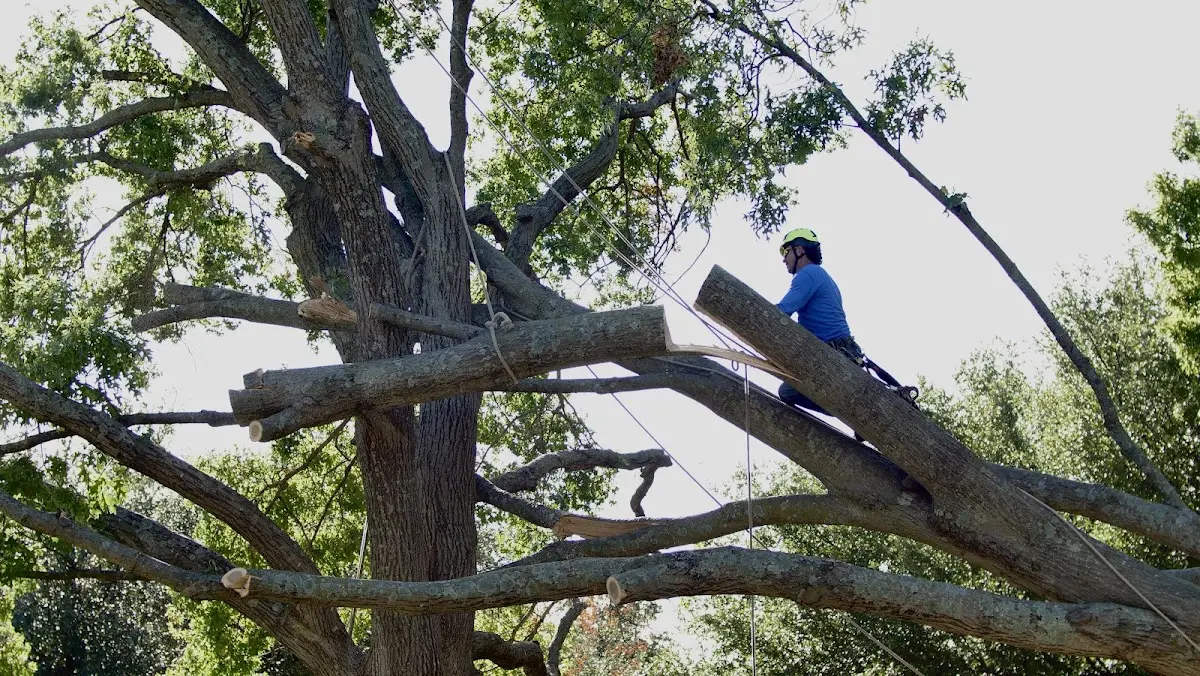 Professional Crown Thinning performed by certified arborists in Francisco